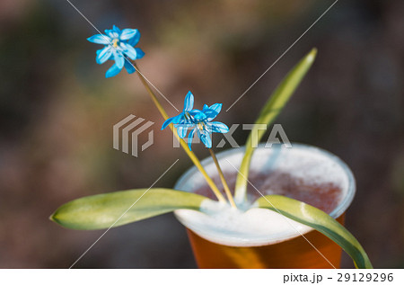 beer and blue flowers spring, snowdrop Scilla 29129296