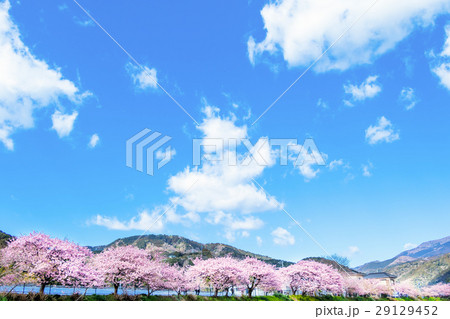 河津桜 桜 早咲きの桜 伊豆 静岡さくら サクラ 画像素材 コピースペース 背景素材 文字入れ 河津桜 桜 早咲きの桜 伊豆 静岡さくら サクラ 画像素材 コピースペース 背景素材 文字入れ 29129452