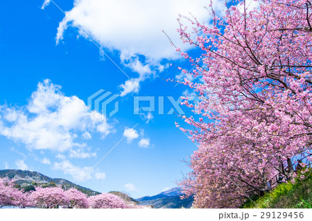 河津桜　桜　早咲きの桜　伊豆　静岡さくら　サクラ　画像素材　コピースペース　背景素材　文字入れ 29129456