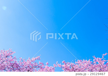 河津桜　桜　早咲きの桜　伊豆　静岡さくら　サクラ　画像素材　コピースペース　背景素材　文字入れ 29129467