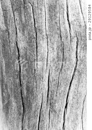 texture of bark wood use as natural background, texture of bark wood use as natural background, 29129584