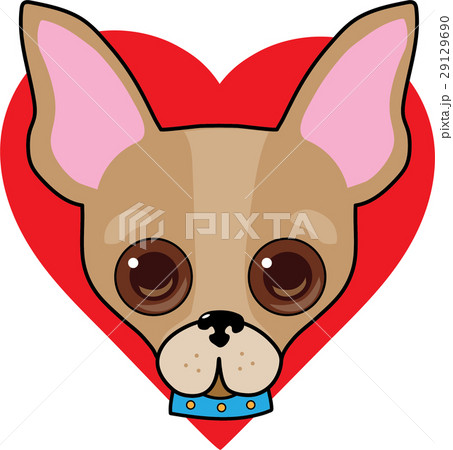 Chihuahua Face Chihuahua Face 29129690