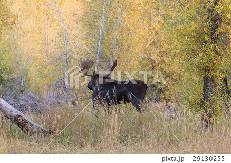 Bull Moose in Fall Rut Bull Moose in Fall Rut 29130255
