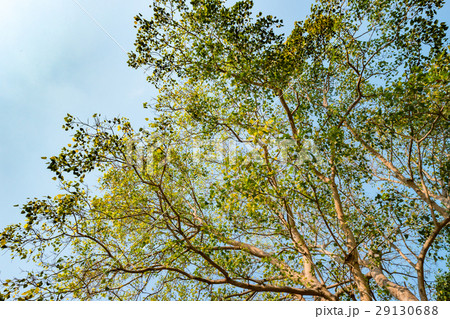 Giant stem of pterocarpus indicus tree against sun 29130688
