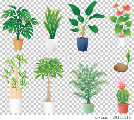 観葉植物 29131116