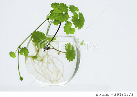 植物 工場 プランツ 29131573