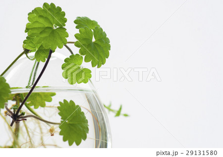 植物 工場 プランツ 29131580