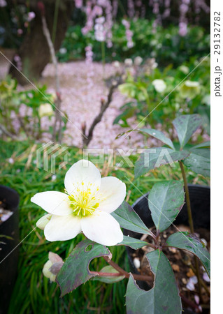 クリスマスローズ キンポウゲ科 3月 クリスマスローズ キンポウゲ科 3月 29132782