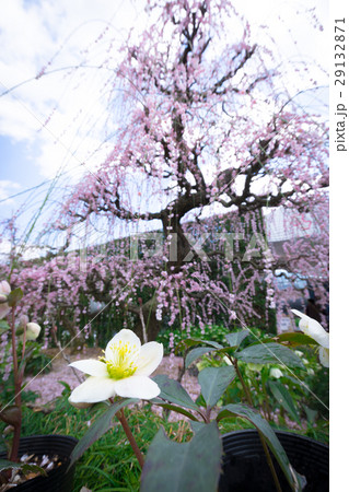 昇竜しだれ梅　クリスマスローズ　 29132871