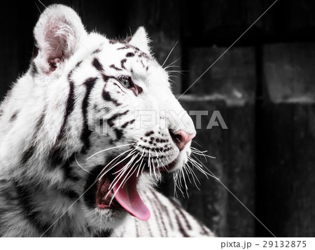 Roaring white tiger portrait. Black and white Roaring white tiger portrait. Black and white 29132875