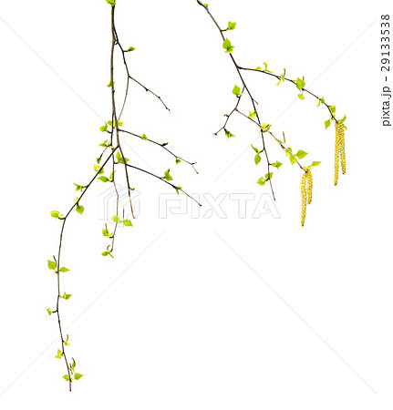 Spring twig of birch with young leaves and catkins 29133538