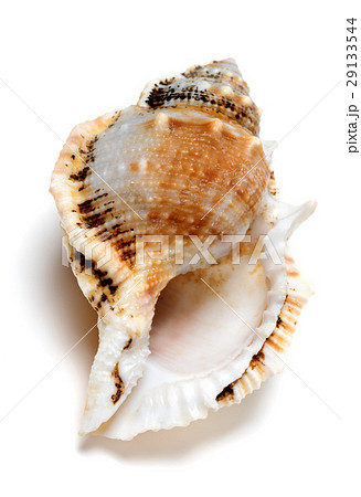 Shell of Tutufa bubo (frog snail) Shell of Tutufa bubo (frog snail) 29133544