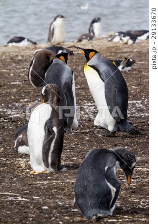 King Penguin 29133670