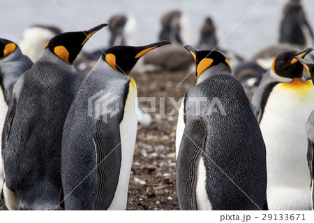 King Penguin 29133671