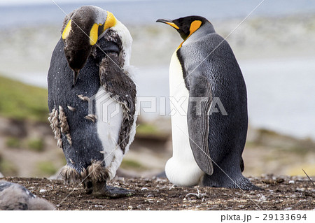 King Penguin 29133694