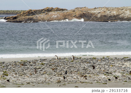 Penguins - Magellan and Gentoo 29133716