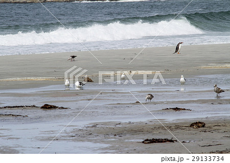 Penguins - Magellan and Gentoo 29133734