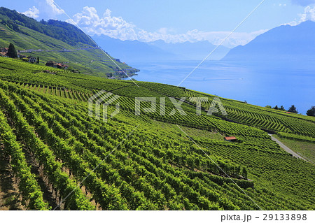 ラヴォーの風景 29133898