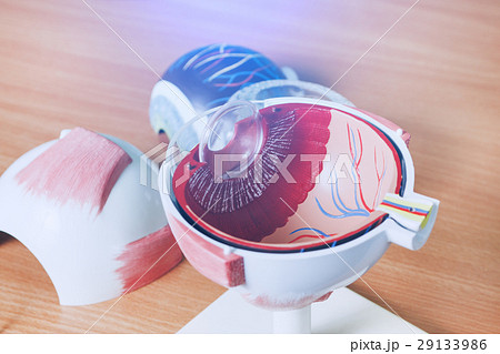 Ophthalmology oculus sample closeup Ophthalmology oculus sample closeup 29133986