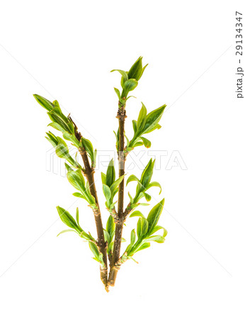 Young green forsythia plant twigs leaves 29134347