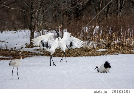 丹頂鶴　（鶴居村） 29135105