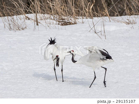 丹頂鶴　（鶴居村） 29135107
