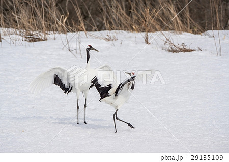 丹頂鶴　（鶴居村） 29135109