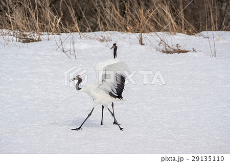 丹頂鶴　（鶴居村） 29135110