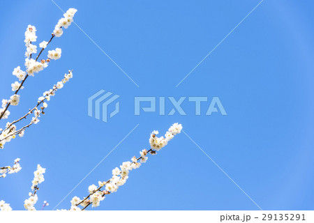 青空と梅 29135291