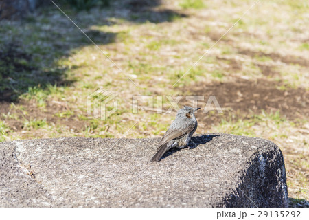 ヒヨドリ ヒヨドリ 29135292