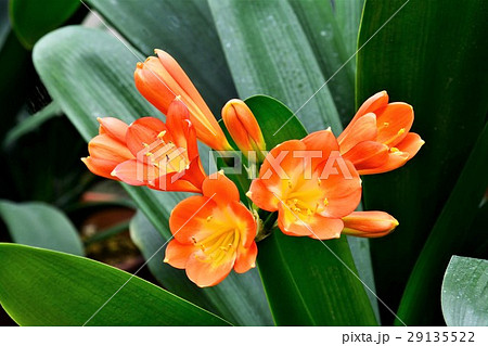 クンシランの花 クンシランの花 29135522