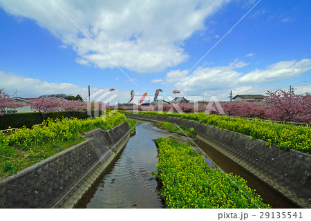 鯉のぼりと、川沿いの菜の花と河津桜 29135541