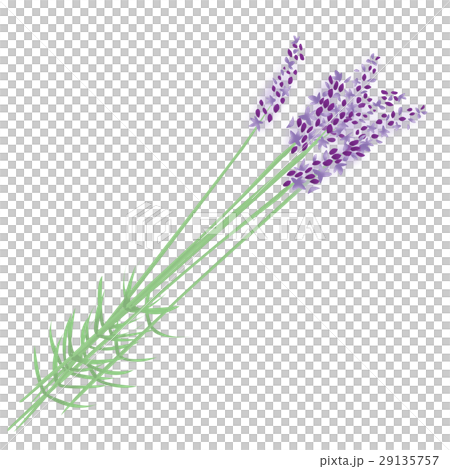 束になったラベンダーのイラスト 29135757