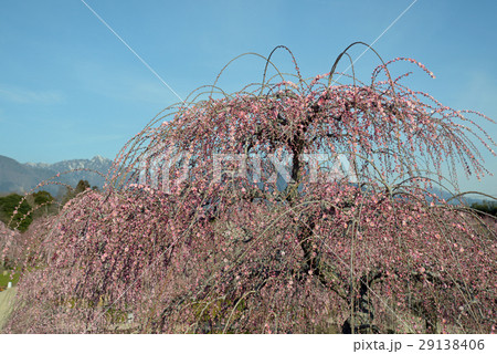 鈴鹿の森庭園 鈴鹿の森庭園 29138406