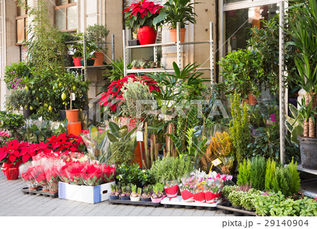 Different plants in yard of flower shop Different plants in yard of flower shop 29140904