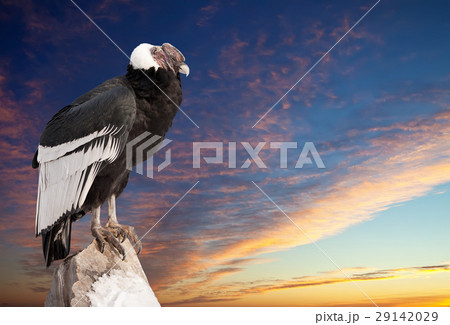 Andean condor against sunset sky 29142029