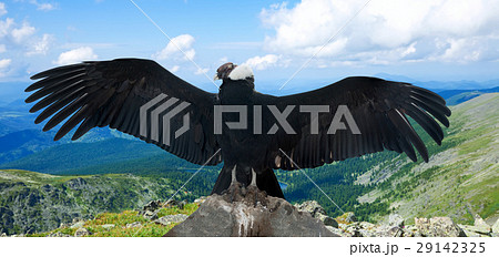 Andean condor in wildness Andean condor in wildness 29142325