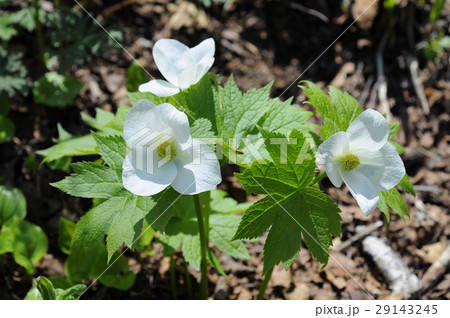 シラネアオイ　白　札幌市 29143245