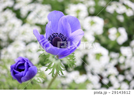 紫の花 紫の花 29143612