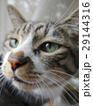 優しいまなざしの猫 29144316