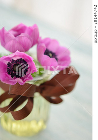 アネモネ 29144742