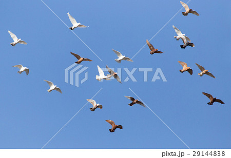 flock of pigeons on blue sky 29144838