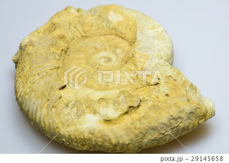 アンモナイト化石 29145658