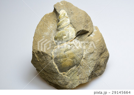 貝の化石 29145664