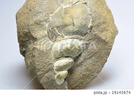 貝の化石
