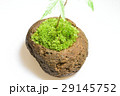 苔玉 植木 紅葉 苔玉 植木 紅葉 29145752