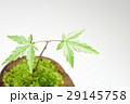 苔玉 植木 紅葉 苔玉 植木 紅葉 29145758