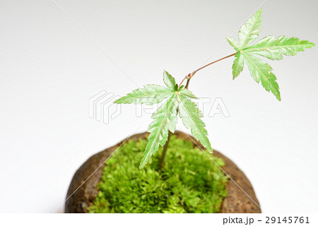 苔玉 植木 紅葉 苔玉 植木 紅葉 29145761