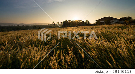 Sunrise in grass field Sunrise in grass field 29146113