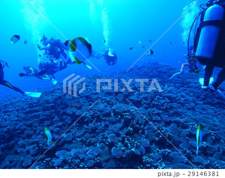 青い海と熱帯魚とダイバー(サイパン)その5 青い海と熱帯魚とダイバー(サイパン)その5 29146381